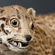 Illustration for article titled The Worlds Most Awkward Taxidermy